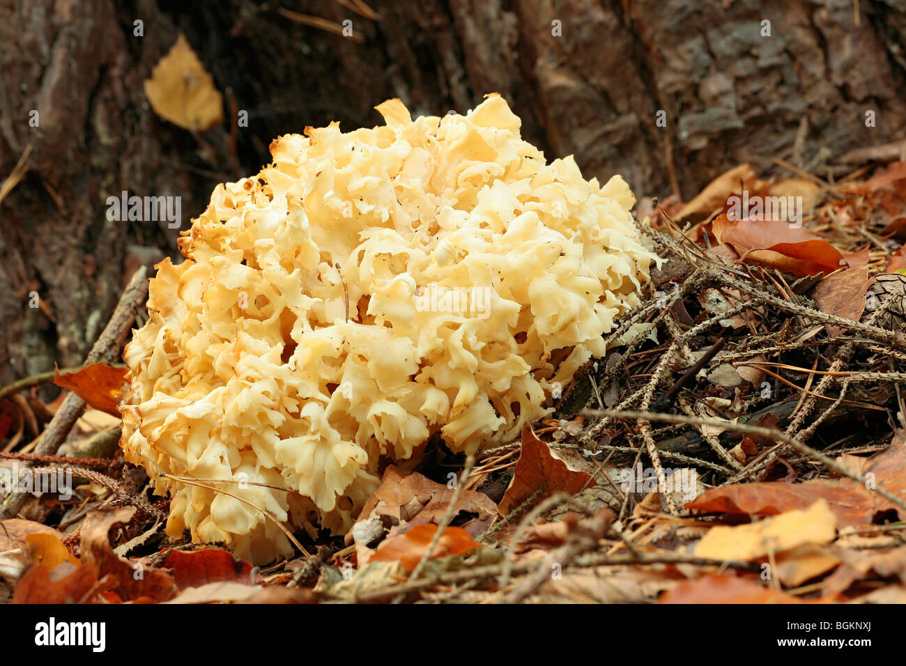 Cauliflower mushroom (Sparassis crispa) at the foot of a pine tree Stock Photo