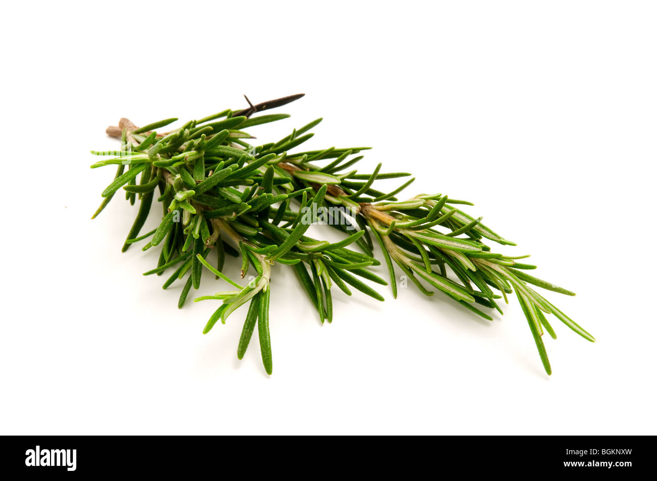 Rosemary sprig on a white background Stock Photo