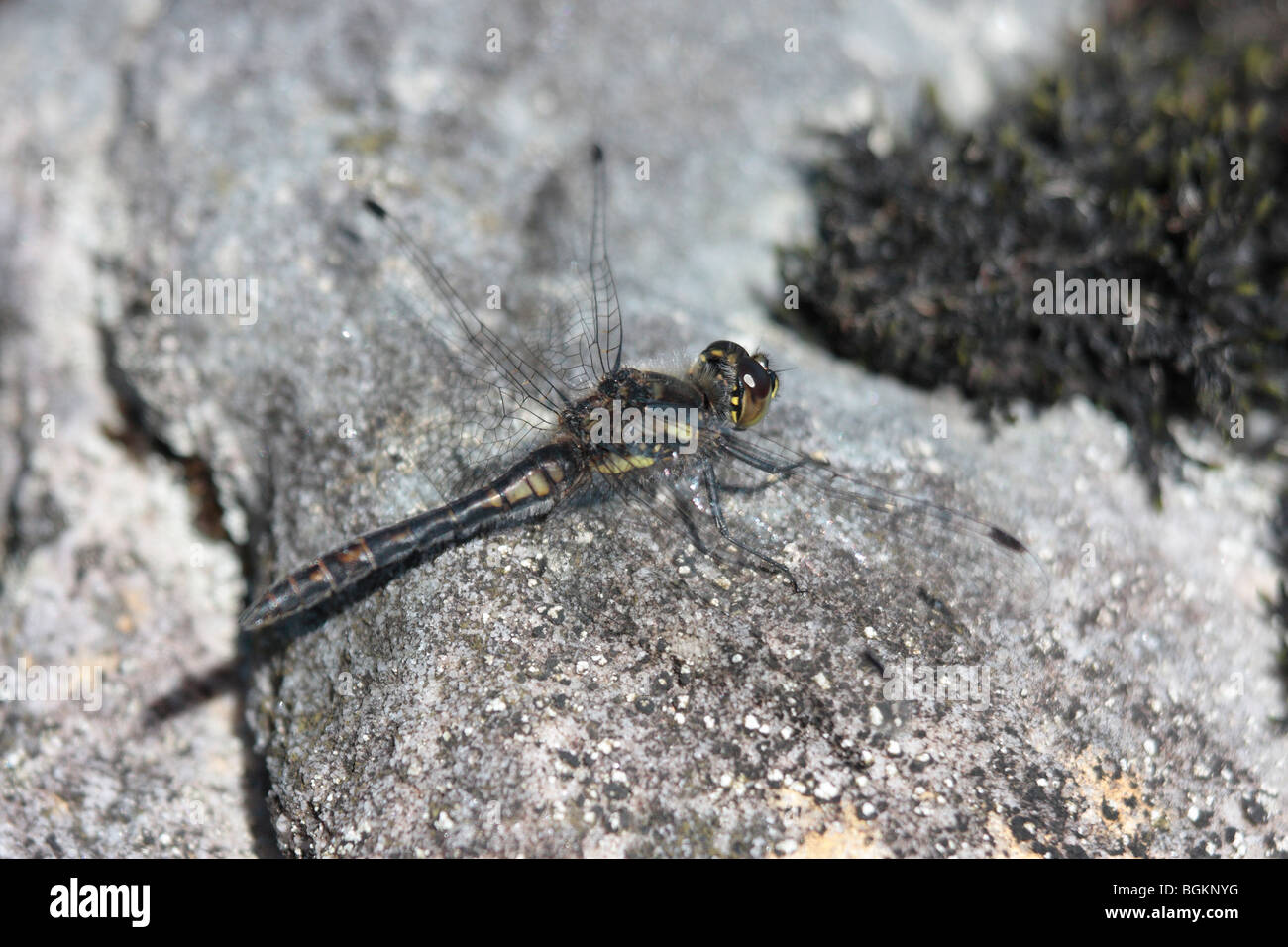 Black Darter Dragonfly Stock Photo