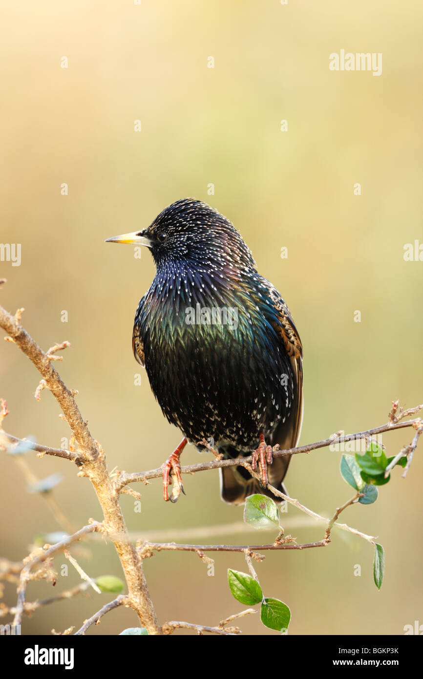 Starling (Sturnus vulagris) in winter plumage showing some spots and iridescent plumage Stock Photo