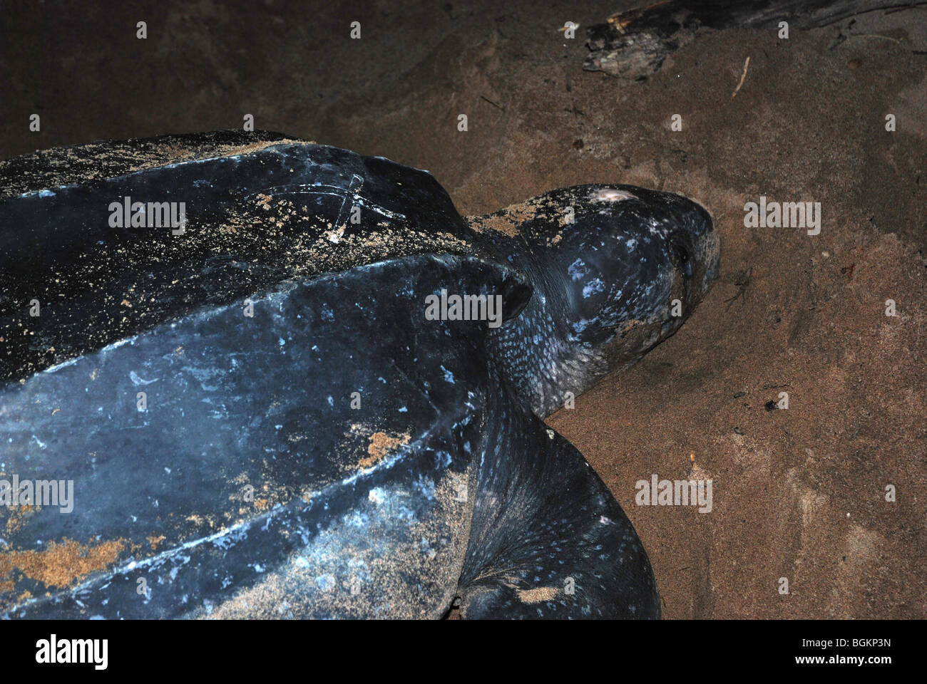 leatherback turtle laying eggs on the beach of Awala Yalimapo Stock ...
