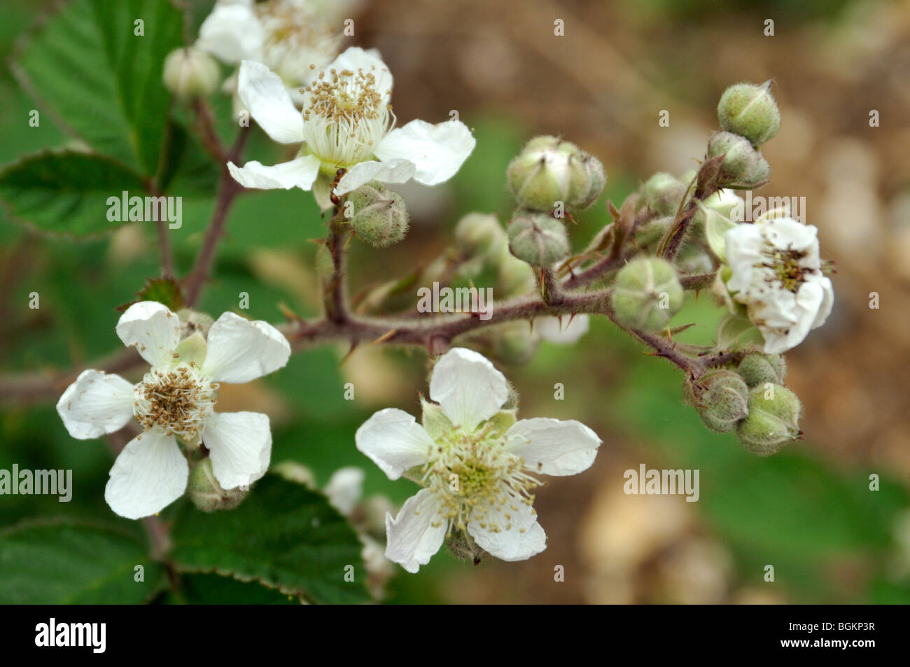 Blackberry brambles in spring. Stock Photo