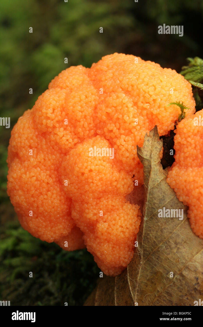 A slime mould or myxomycete (Lindbladia effusa var simplex), fruiting bodies forming on a fallen tree, UK. Stock Photo
