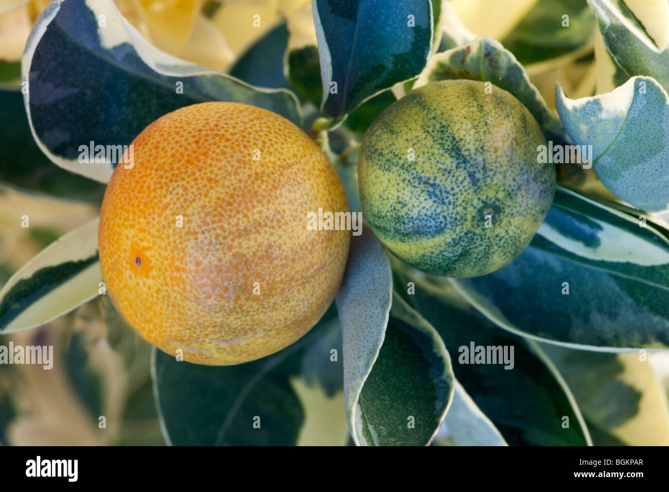 Yuzu, maturing fruit on branch  'Citrus junos'. Stock Photo