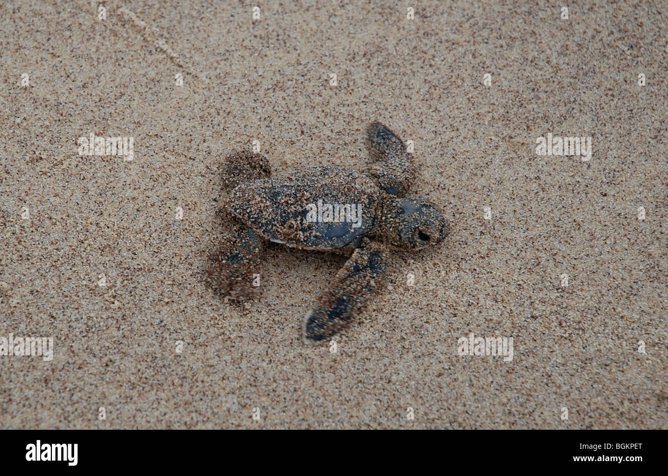 baby leatherback just hatched on the sand Stock Photo