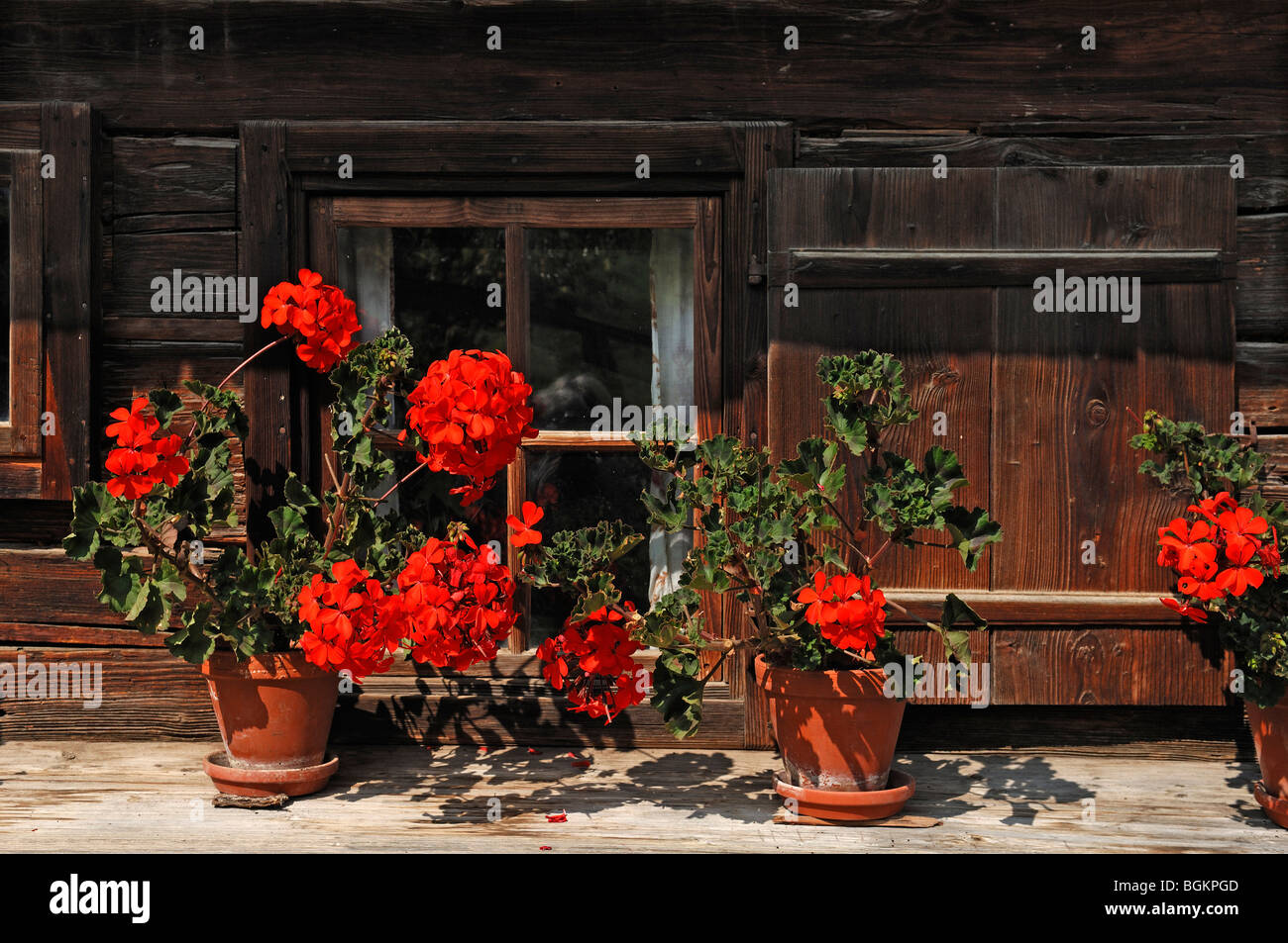 Red Geraniums (Pelargonium graveolens) in front of the window of an old ...