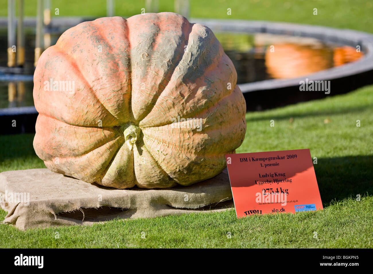 The Danish number one 275, 4 kg giant pumpkin Stock Photo