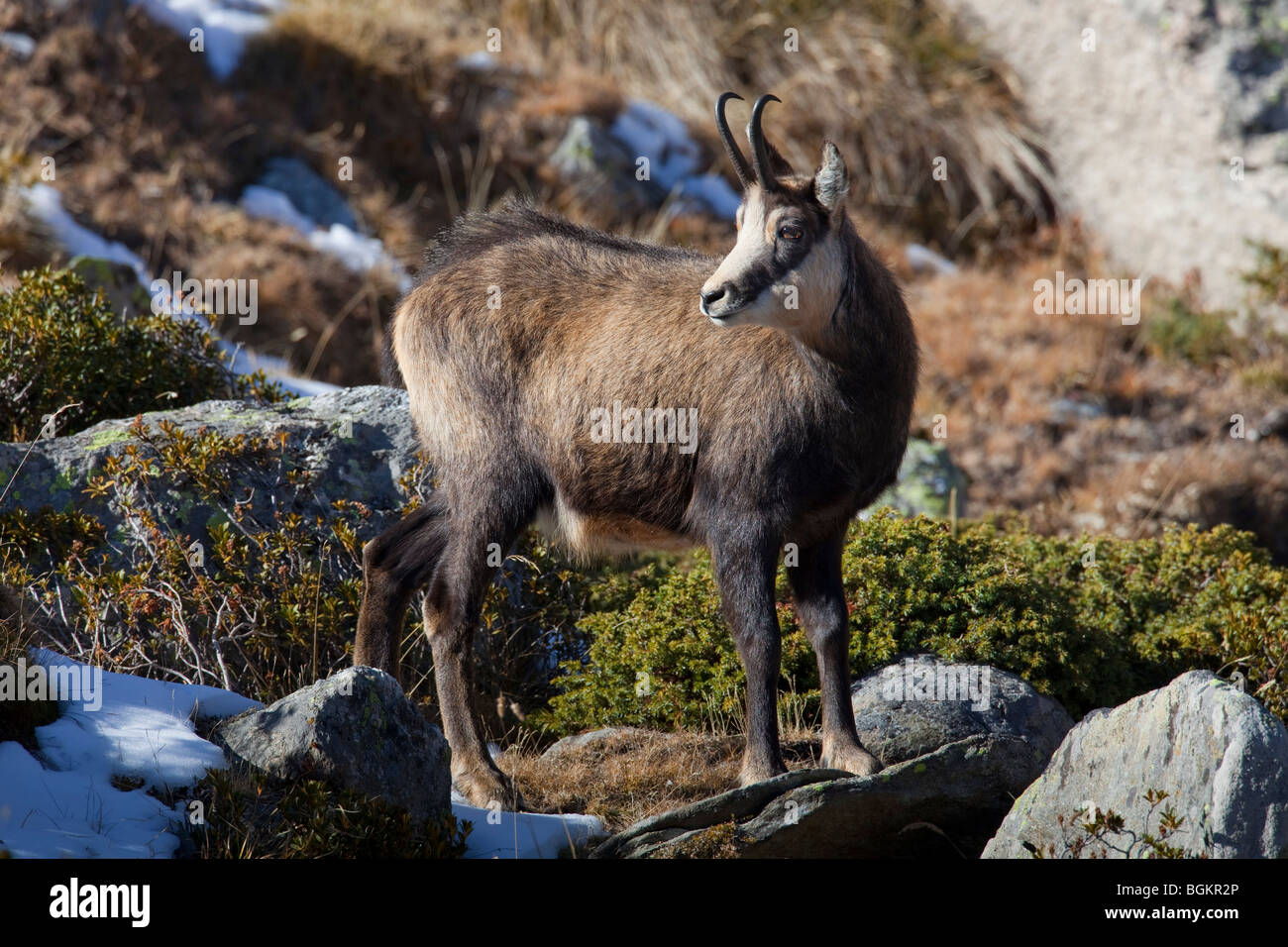 Chamois (Rupicapra rupicapra) portrait in the Italian Alps in autumn, Gran Paradiso National