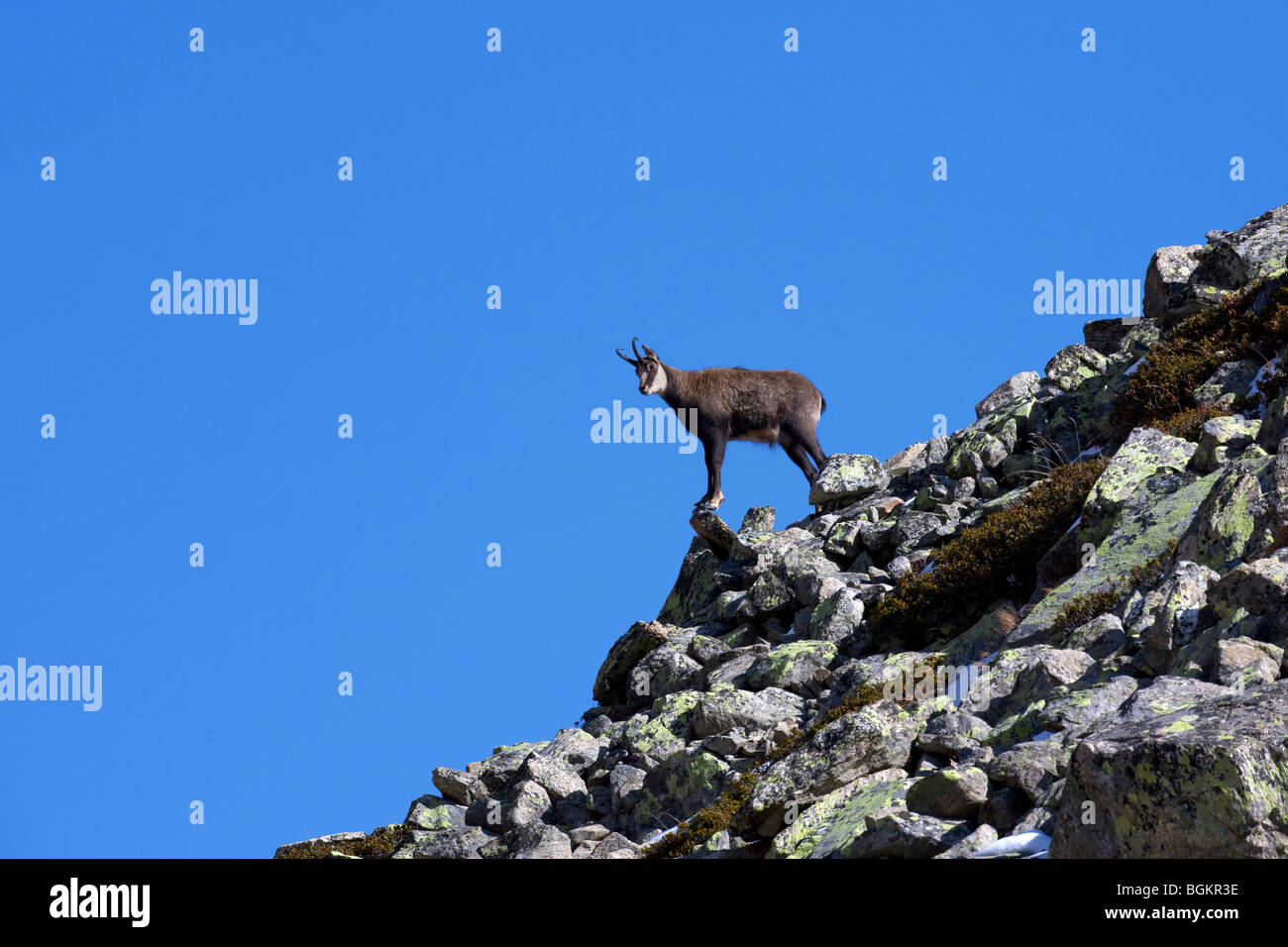 Chamois (Rupicapra rupicapra) on mountain ridge in the Italian Alps Stock Photo