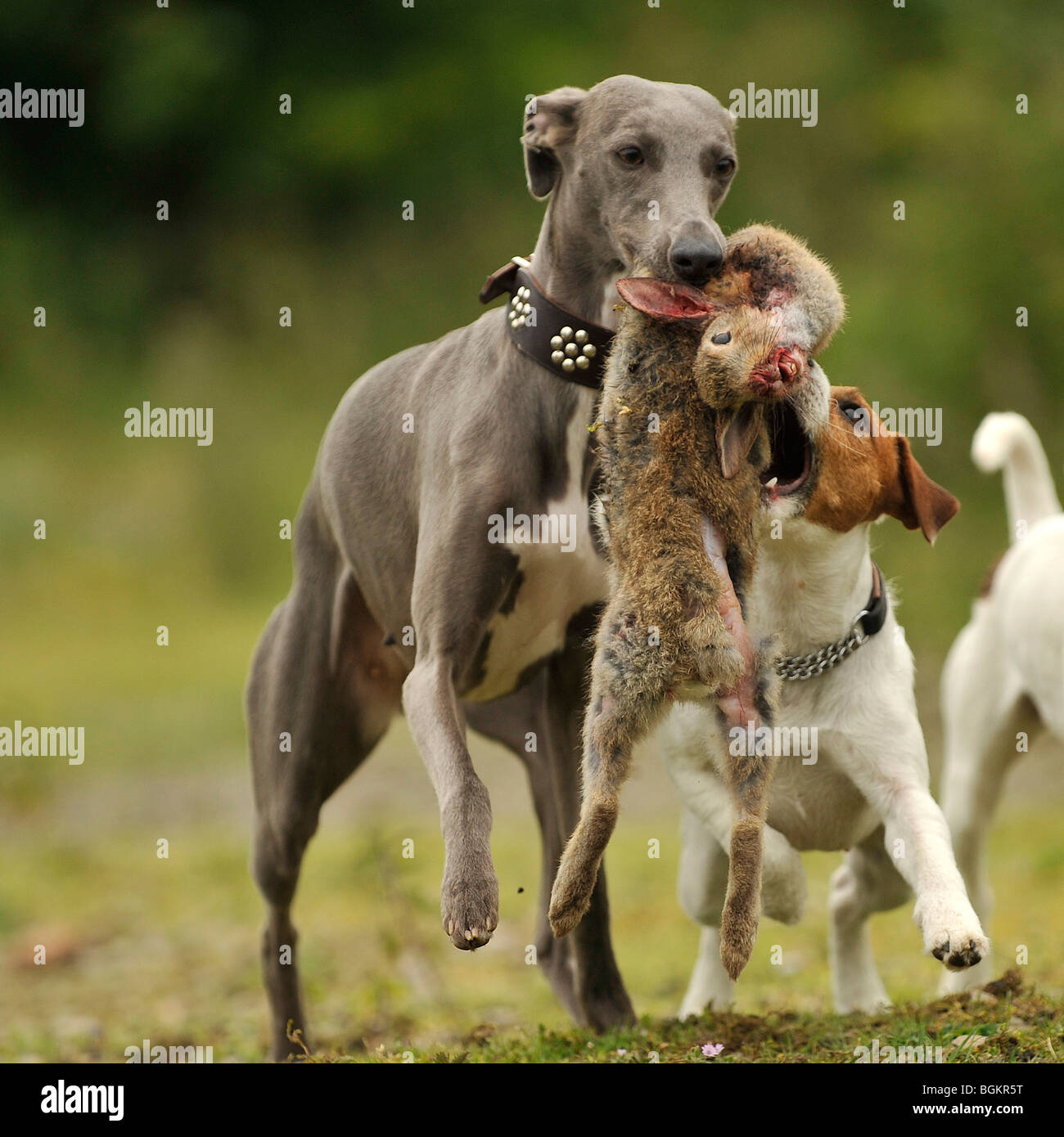 hunting whippets for sale