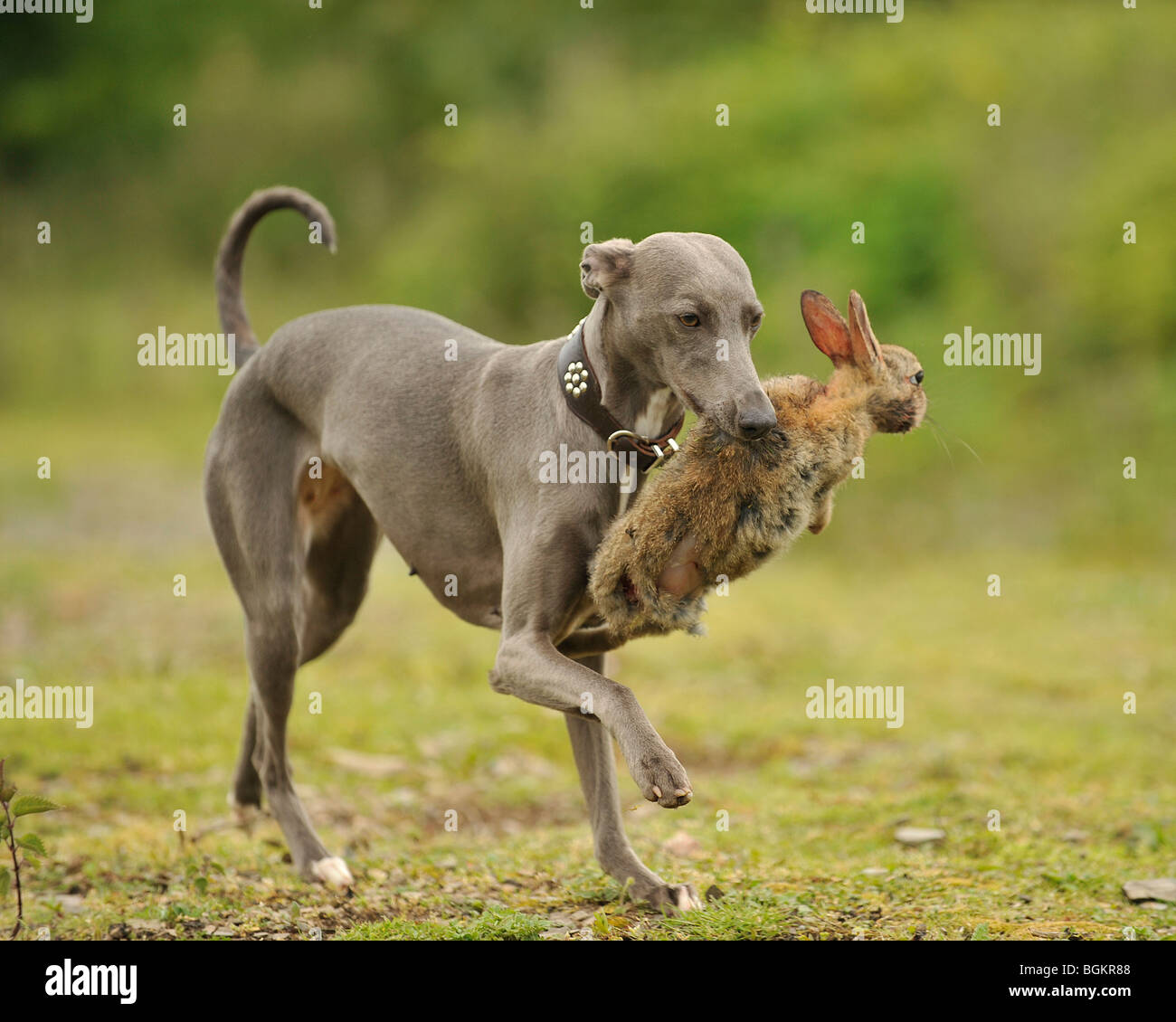 whippet dogs hunting rabbits Stock 