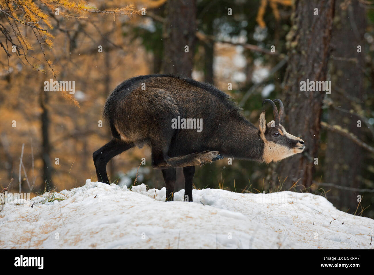 Chamois (Rupicapra rupicapra) scratching fur with leg in larch forest (Larix decidua) in the snow, Gran Paradiso NP, Italy Stock Photo