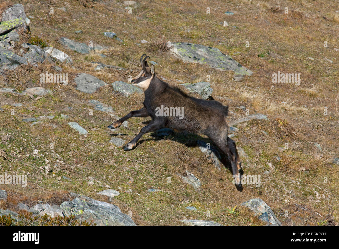 Chamois (Rupicapra rupicapra) running upwards in the Alps in autumn, Gran Paradiso National Park, Italy Stock Photo