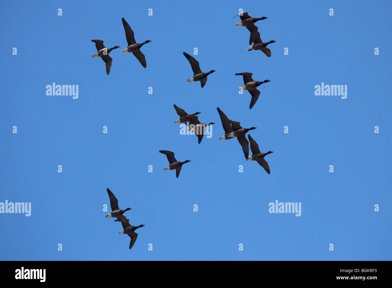 Flock of Brant geese (Branta bernicla) in flight, the Wadden Sea, Germany Stock Photo