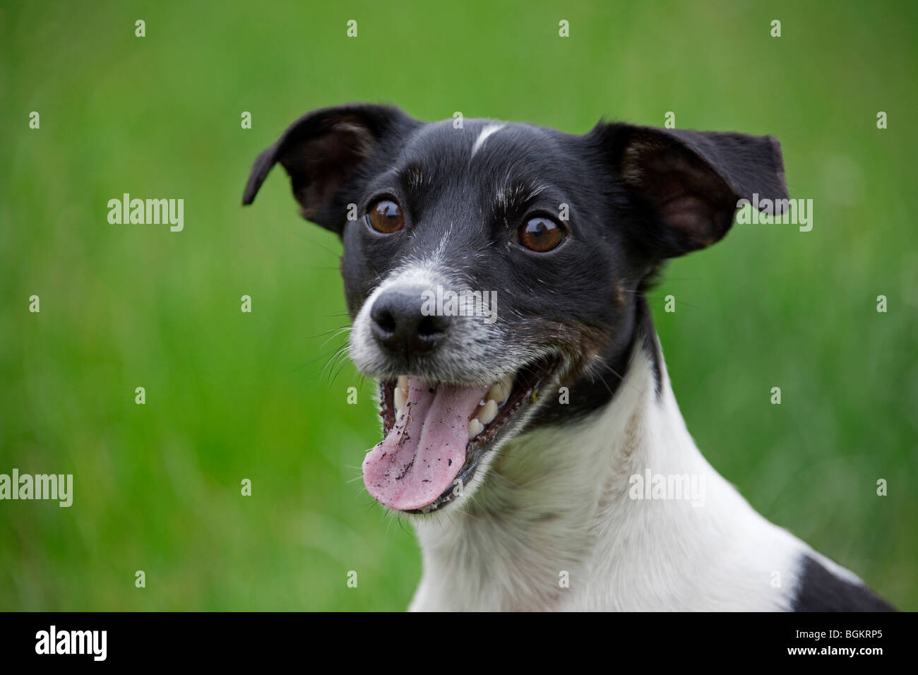 Jack Russell terrier (Canis lupus familiaris) close up in garden Stock Photo