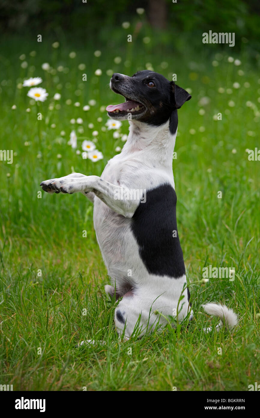 Jack Russell terrier (Canis lupus familiaris) sitting upright in garden Stock Photo