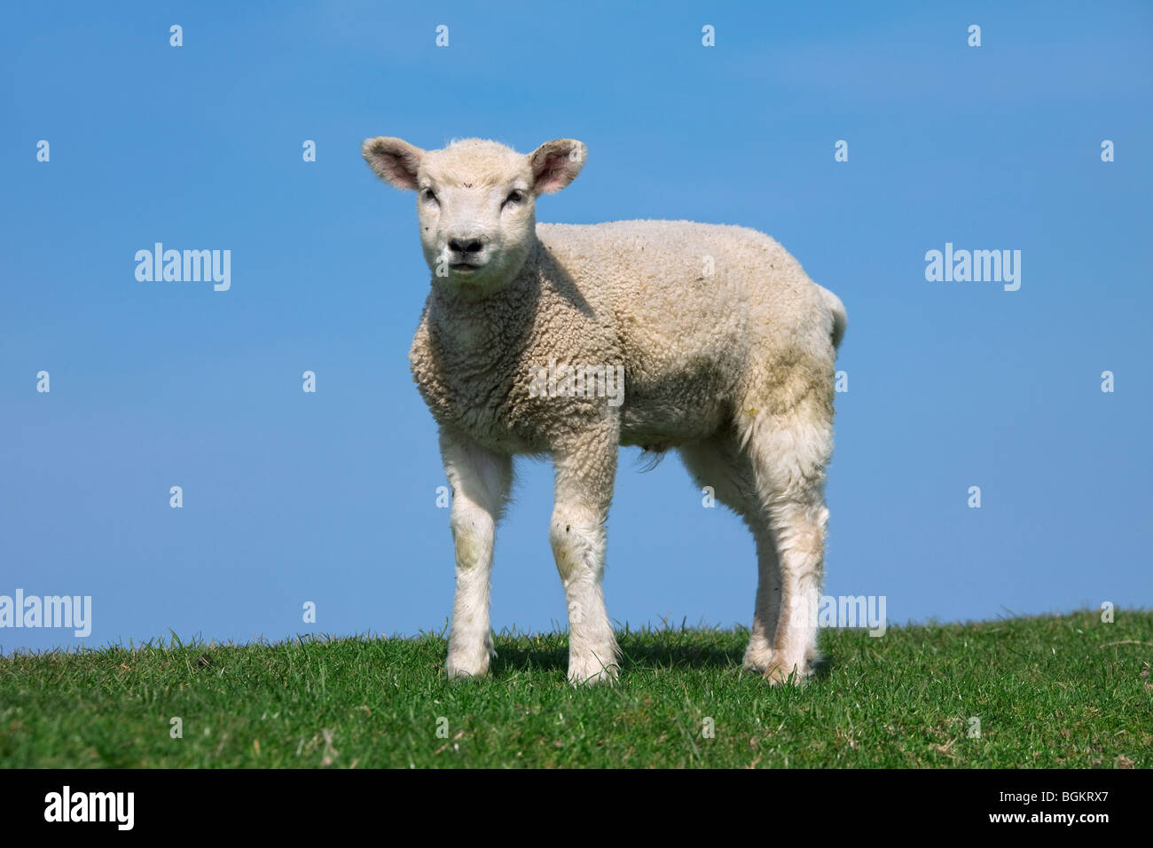 Domestic sheep (Ovis aries) portrait of white lamb in meadow, Germany Stock Photo