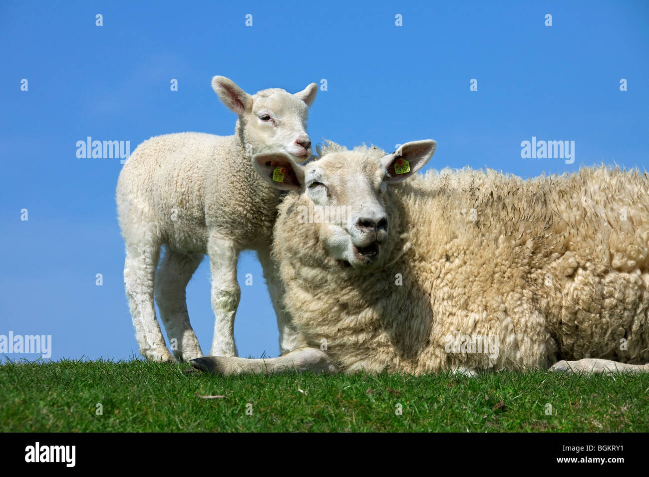 Domestic sheep (Ovis aries) white ewe with lamb, Germany Stock Photo