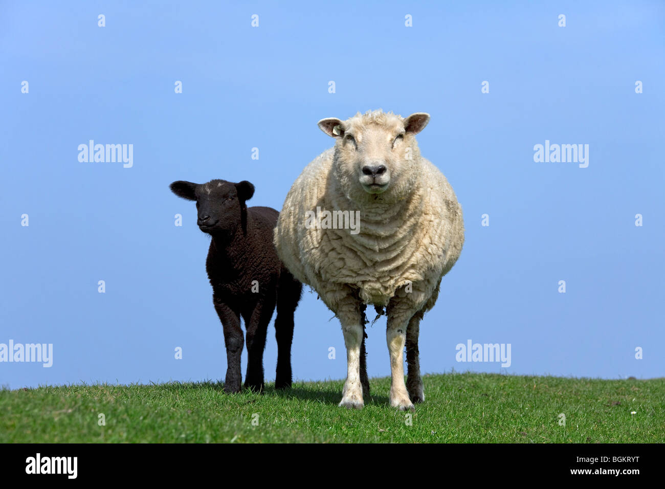 Domestic sheep (Ovis aries) white ewe with black lamb, Germany Stock Photo