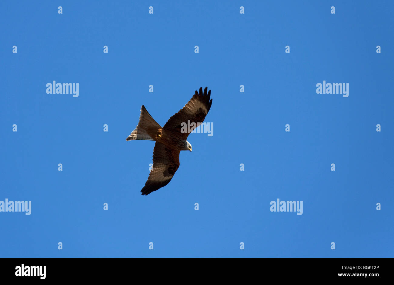 Red kite (Milvus milvus) flying against blue sky Stock Photo