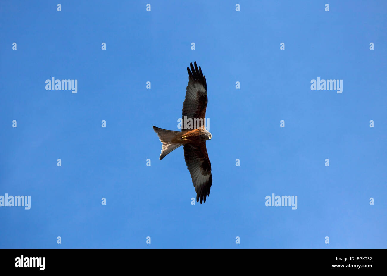 Red kite (Milvus milvus) flying against blue sky Stock Photo
