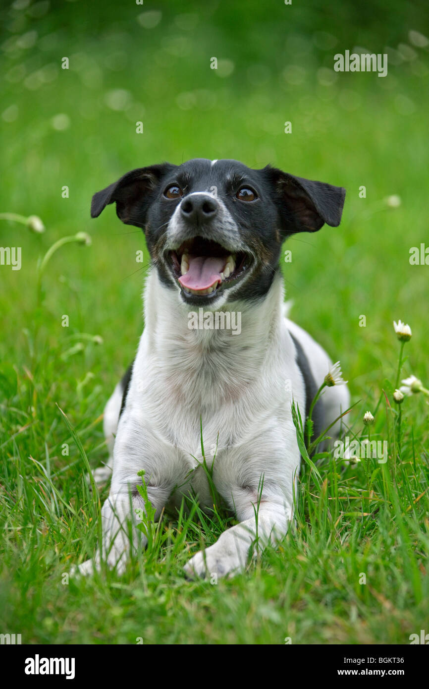 Jack Russell terrier (Canis lupus familiaris) portrait in garden Stock Photo