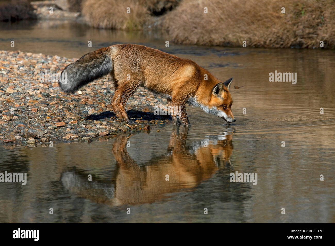 Red fox (Vulpes vulpes) drinking water from river Stock Photo Alamy