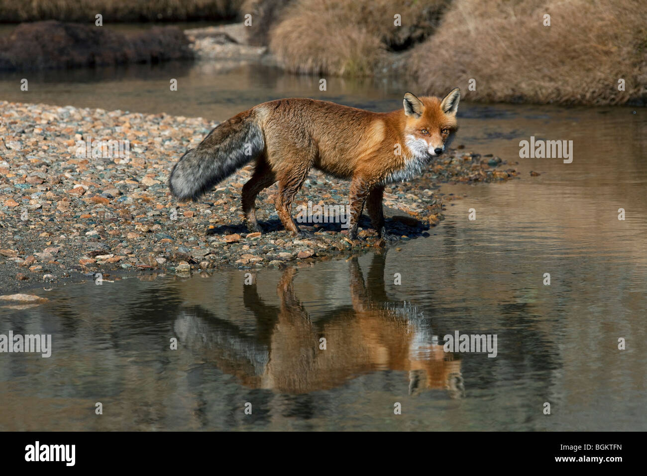 Red fox (Vulpes vulpes) portrait at river bank Stock Photo