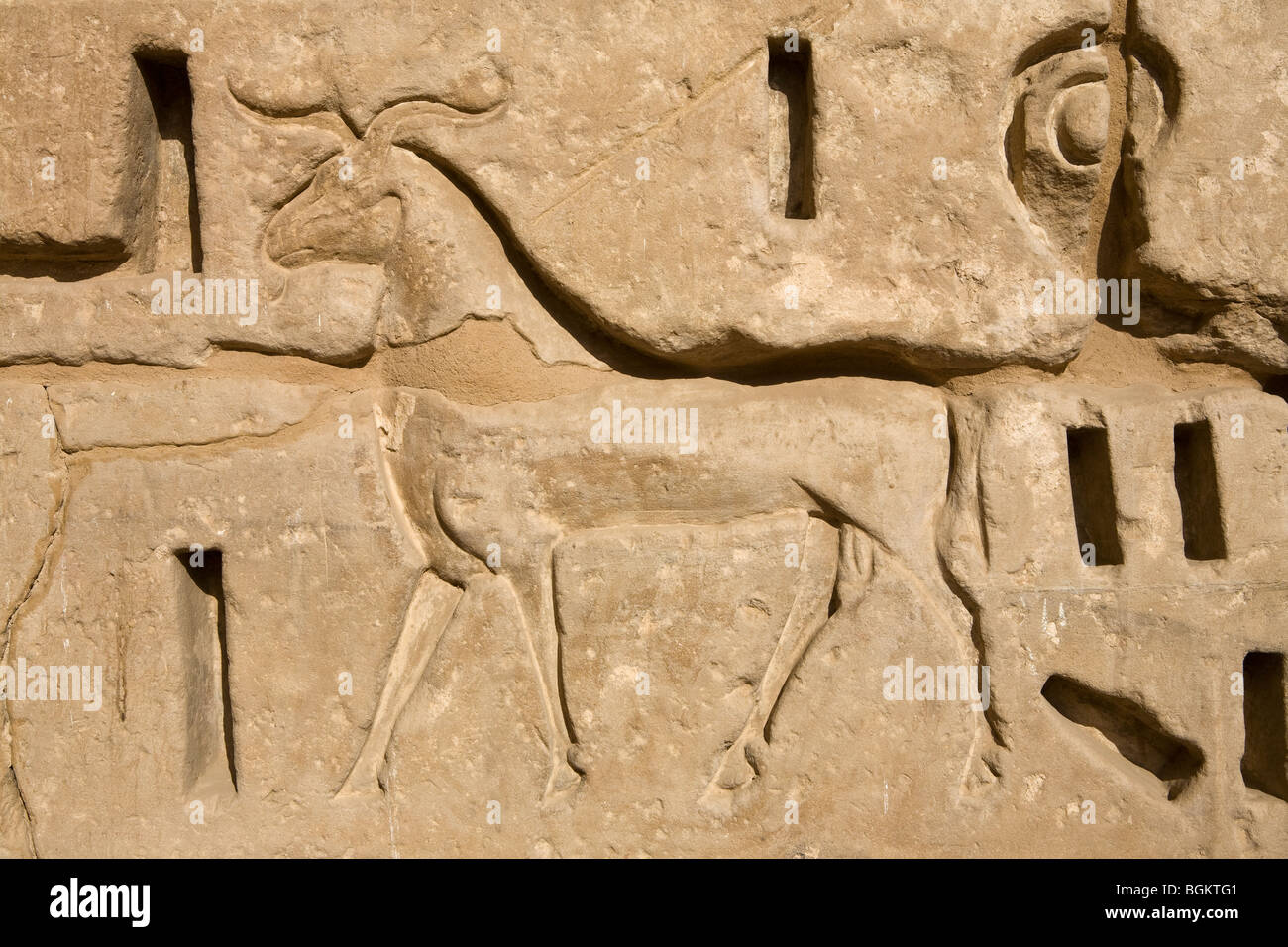 Close up of  carved relief of ram on wall at at Medinet Habu , Mortuary Temple of Ramesses III, West bank of Nile, Luxor, Egypt Stock Photo