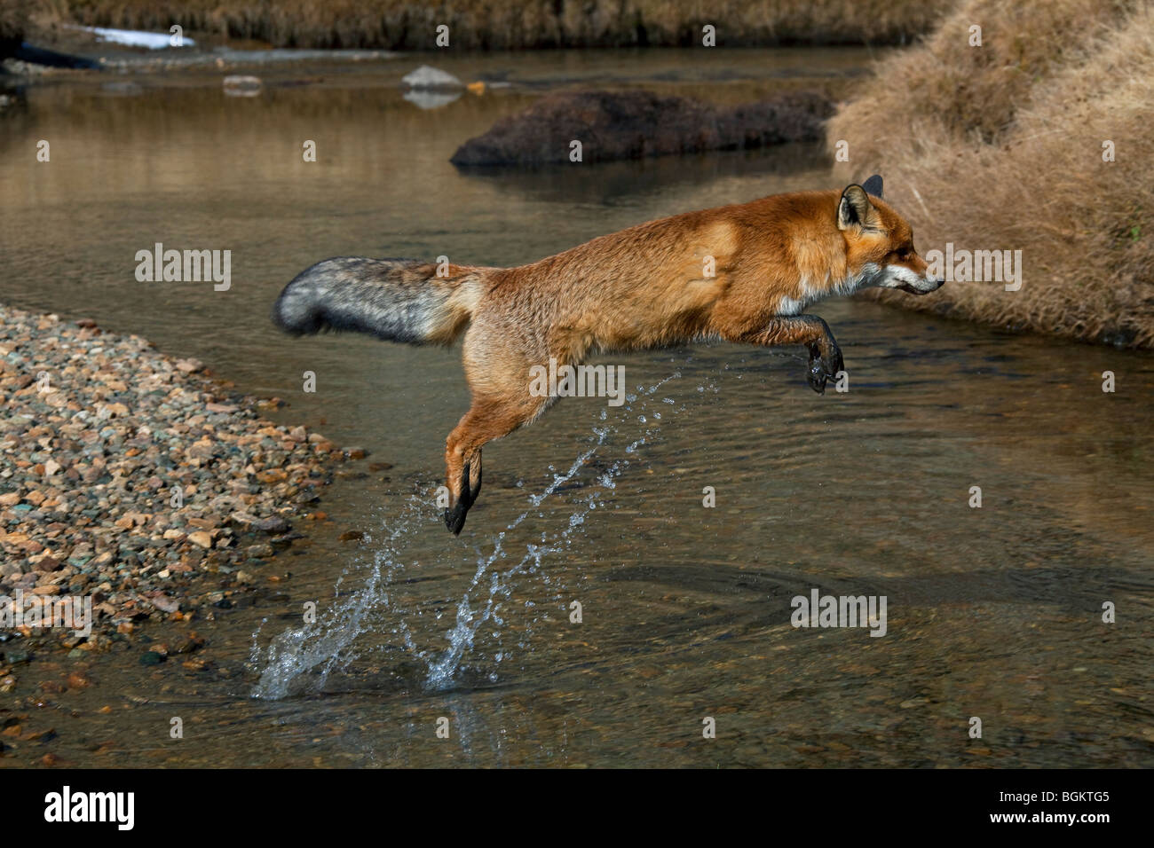 Red fox (Vulpes vulpes) jumping over river Stock Photo