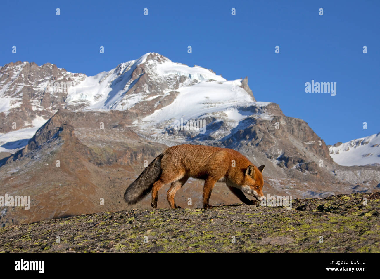 Red fox (Vulpes vulpes) in the mountains of the Alps covered in snow in ...