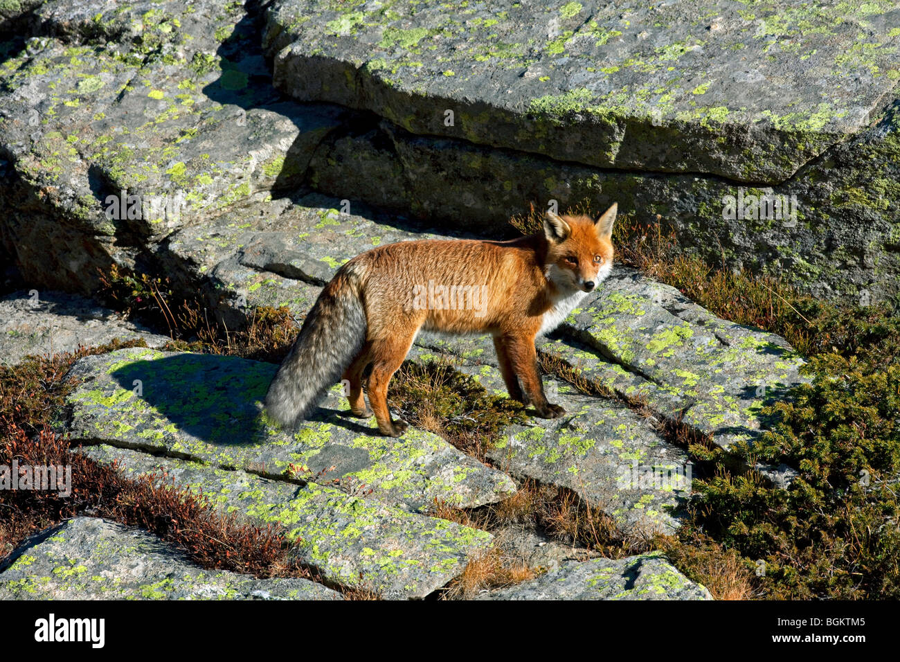 Fox among rocks hi-res stock photography and images - Alamy