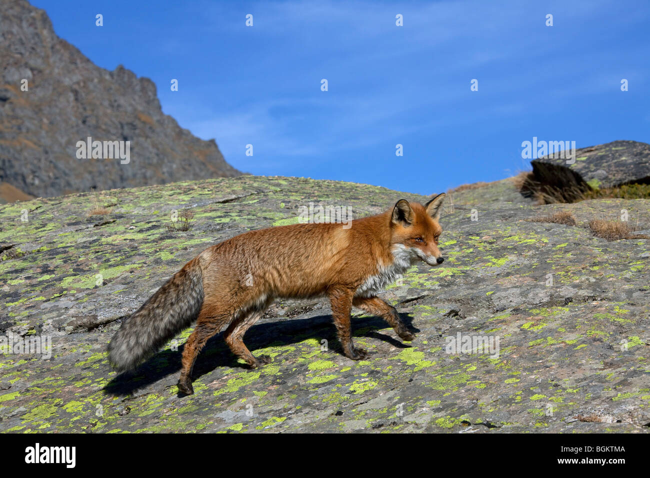 Red fox (Vulpes vulpes) in the mountains of the Alps Stock Photo - Alamy