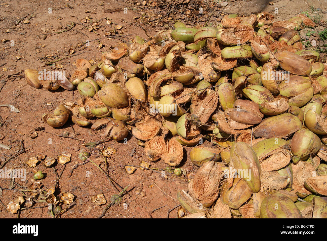 Coconut husks bulk hires stock photography and images Alamy