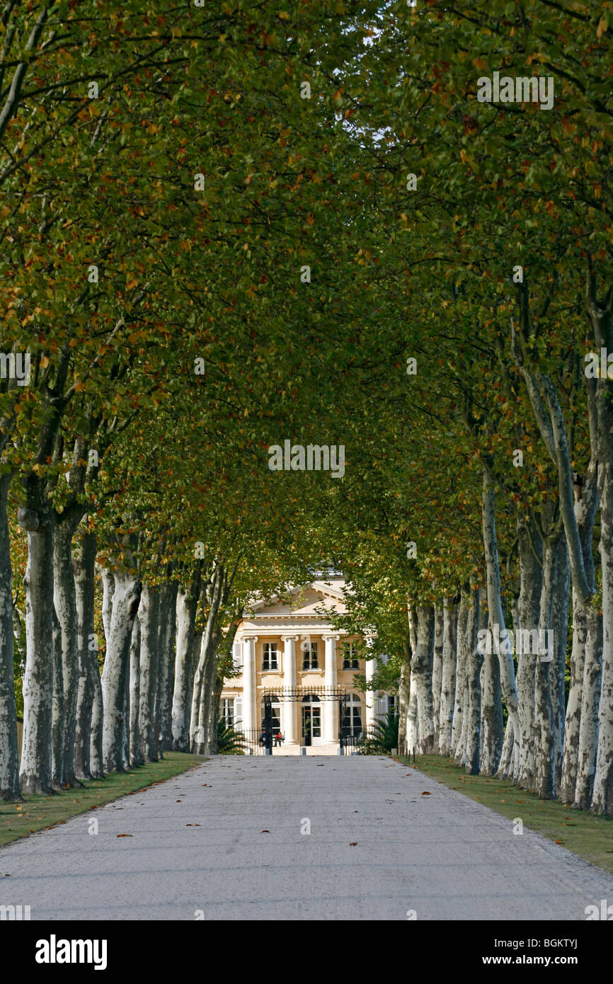 Chateau Margaux entrance Sycamore trees famous vineyard Medoc Bordeaux Aquataine France Stock Photo