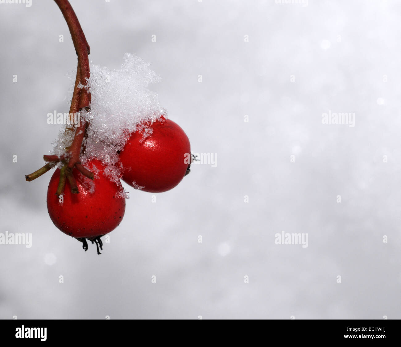 close up photograph of cotoneaster berries in the snow Stock Photo
