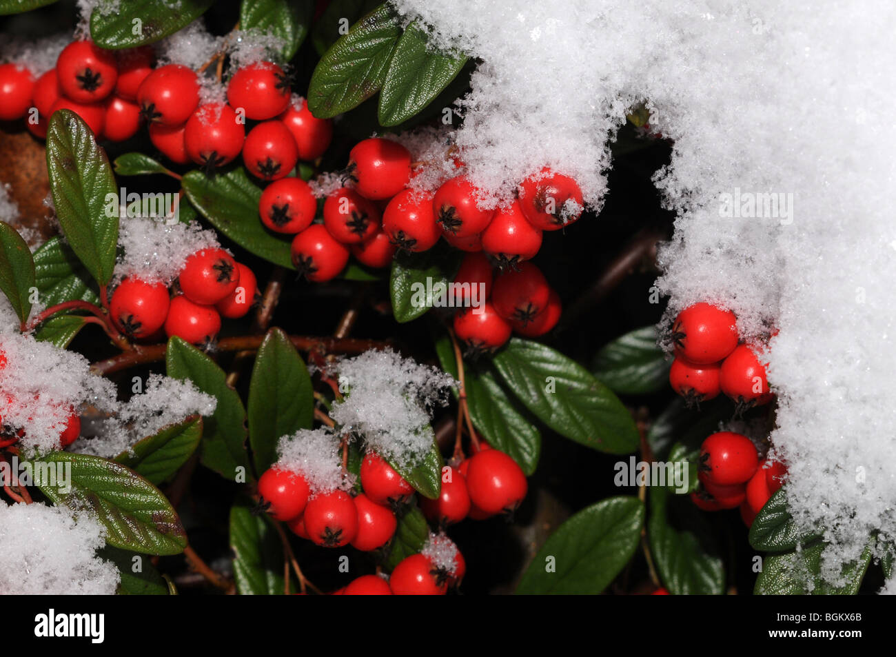 close up photograph of cotoneaster berries in the snow Stock Photo