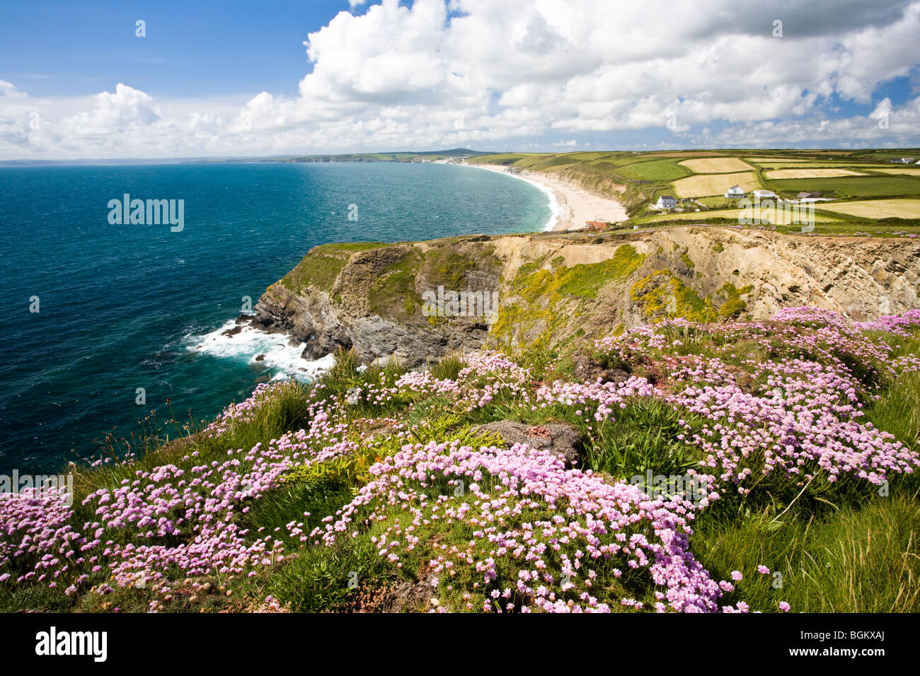 Sea pinks or Thrift (Armeria maritinum) on the coast near Gunwalloe Fishing Cove, Cornwall England UK Stock Photo