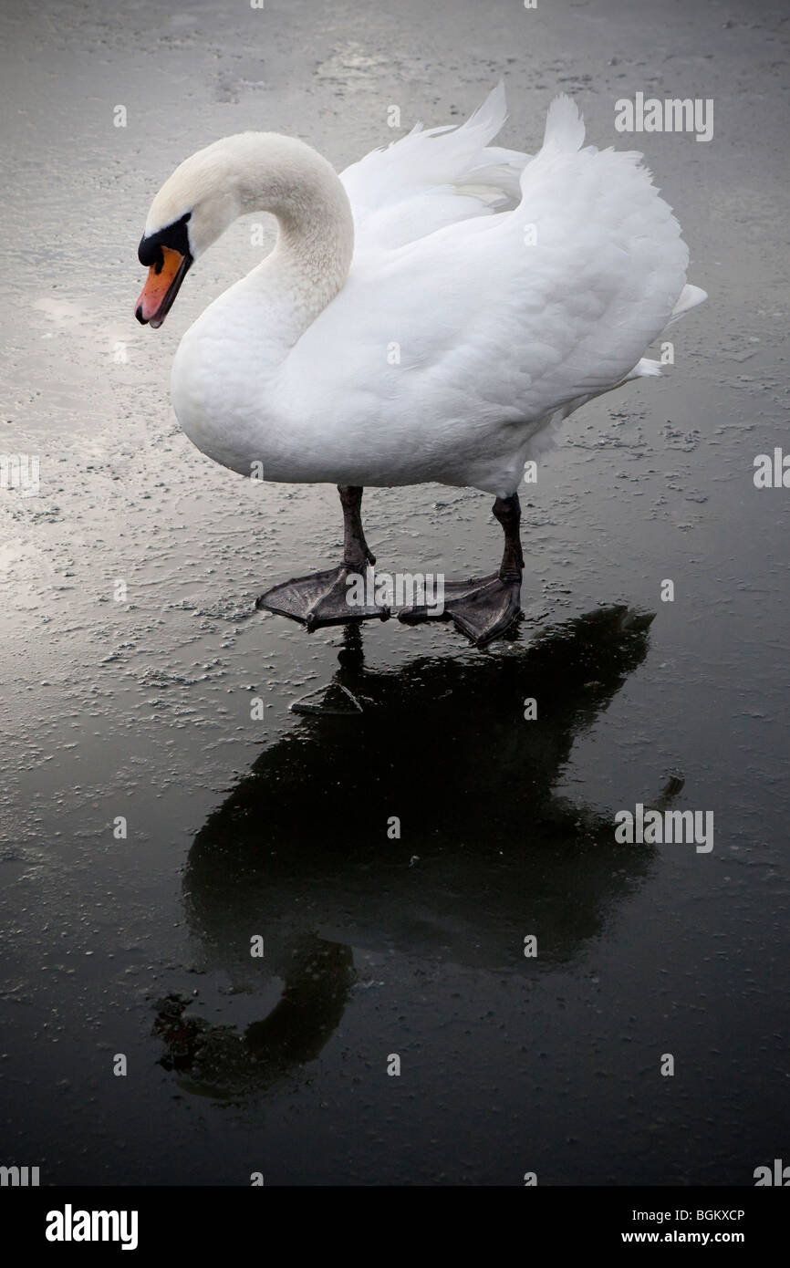 Swan walking on an ice covered pond in winter Stock Photo
