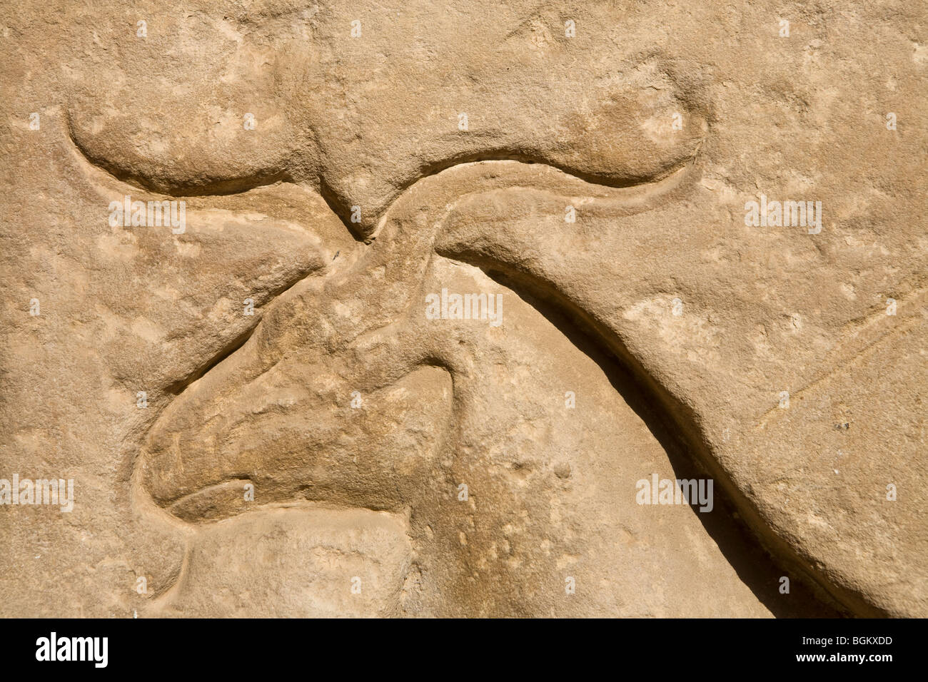 Close up of  carved relief of rams head at Medinet Habu , Mortuary Temple of Ramesses III, West bank of Nile, Luxor, Egypt Stock Photo