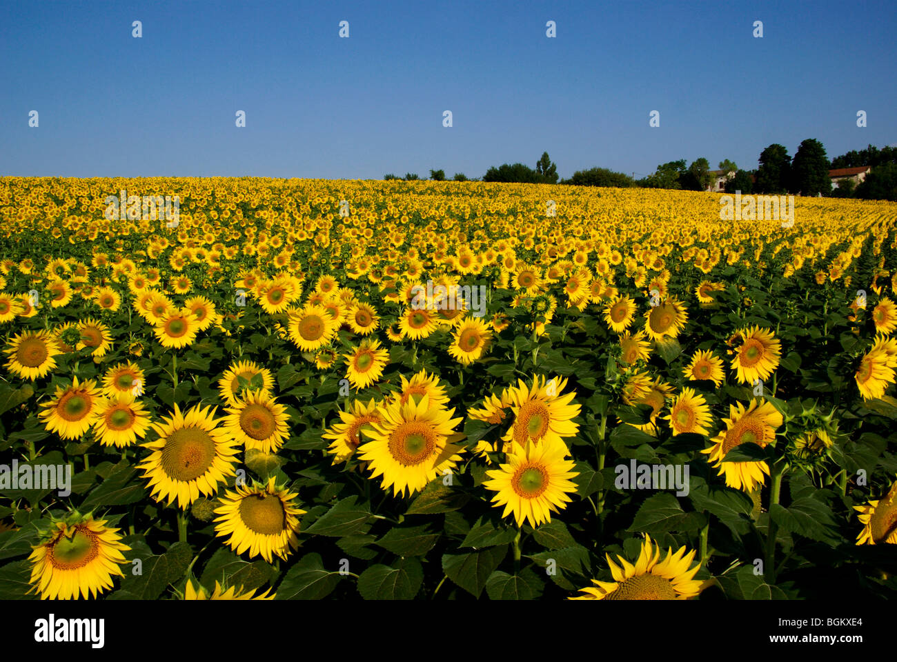French sunflower field Stock Photo Alamy