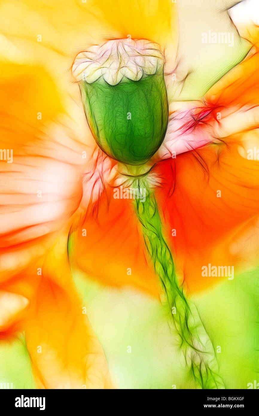 Contemporary drawing poppy seed hires stock photography and images Alamy
