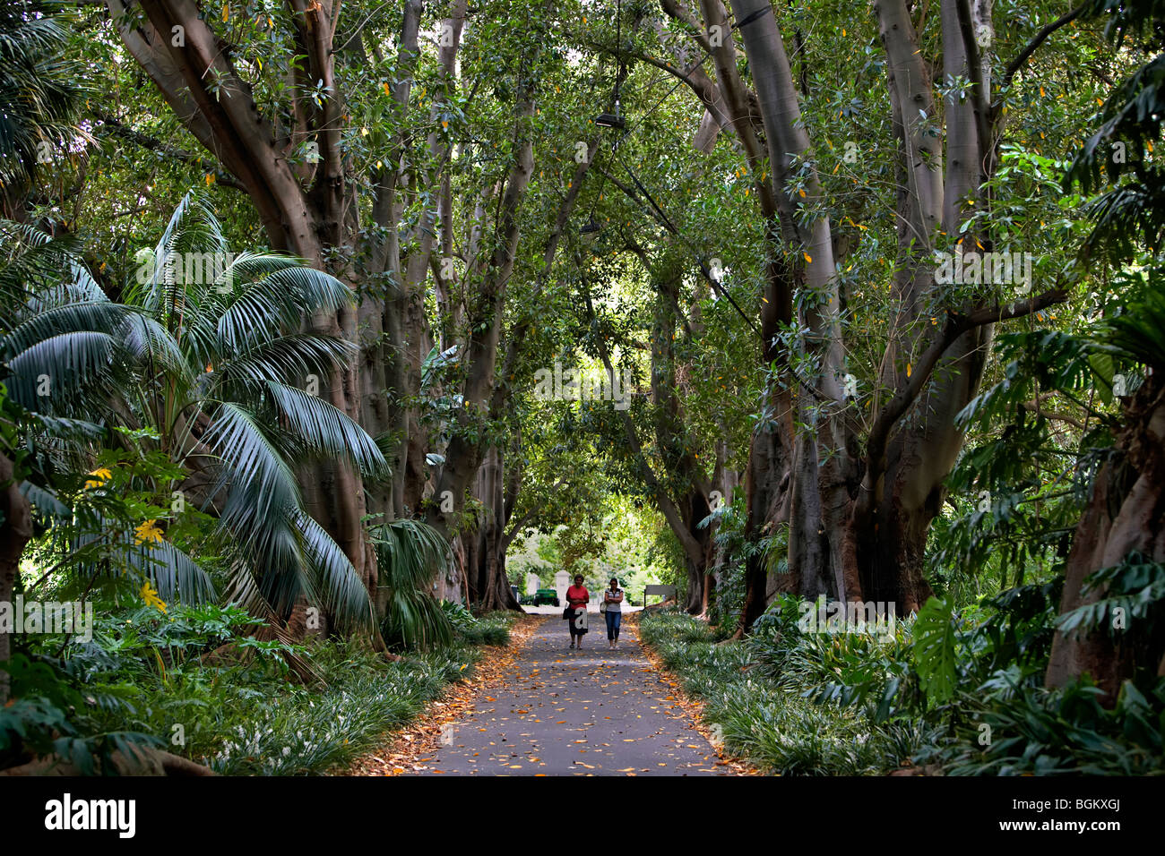 Botanic garden adelaide south australia hires stock photography and
