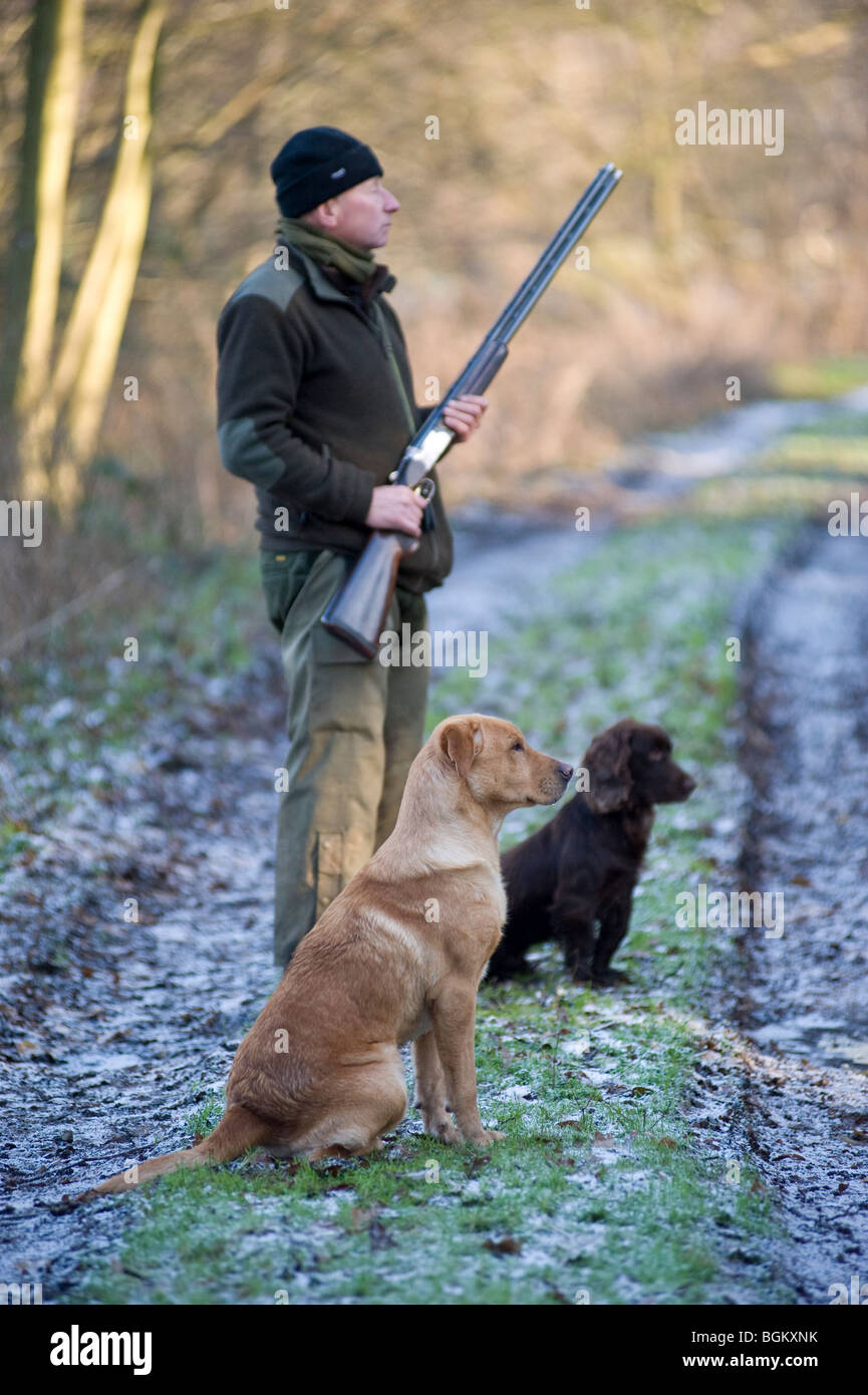 man and with working dogs Stock Photo