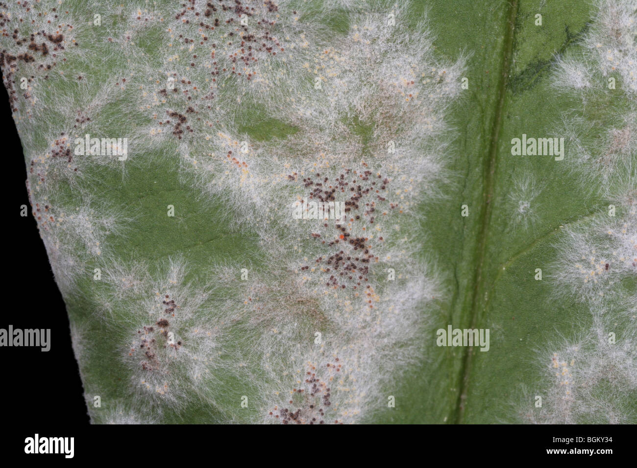 Close-up macro photograph of powdery mildew on phlox. Stock Photo