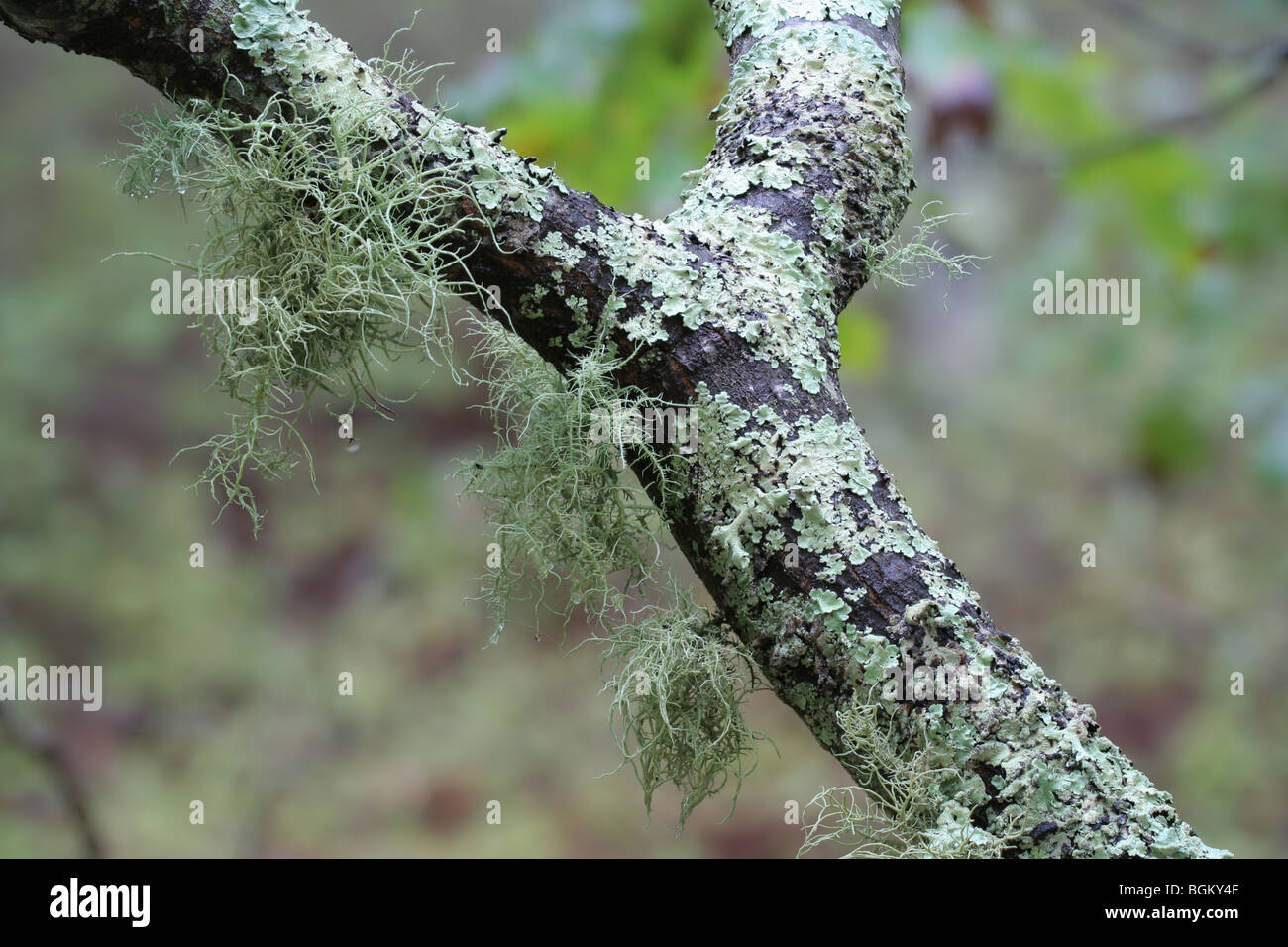 Fruticose lichen, Usnea sp., and foliose lichens, Flavoparmelia sp., on the bark of a scrub oak. Cape Cod, Massachusetts Stock Photo