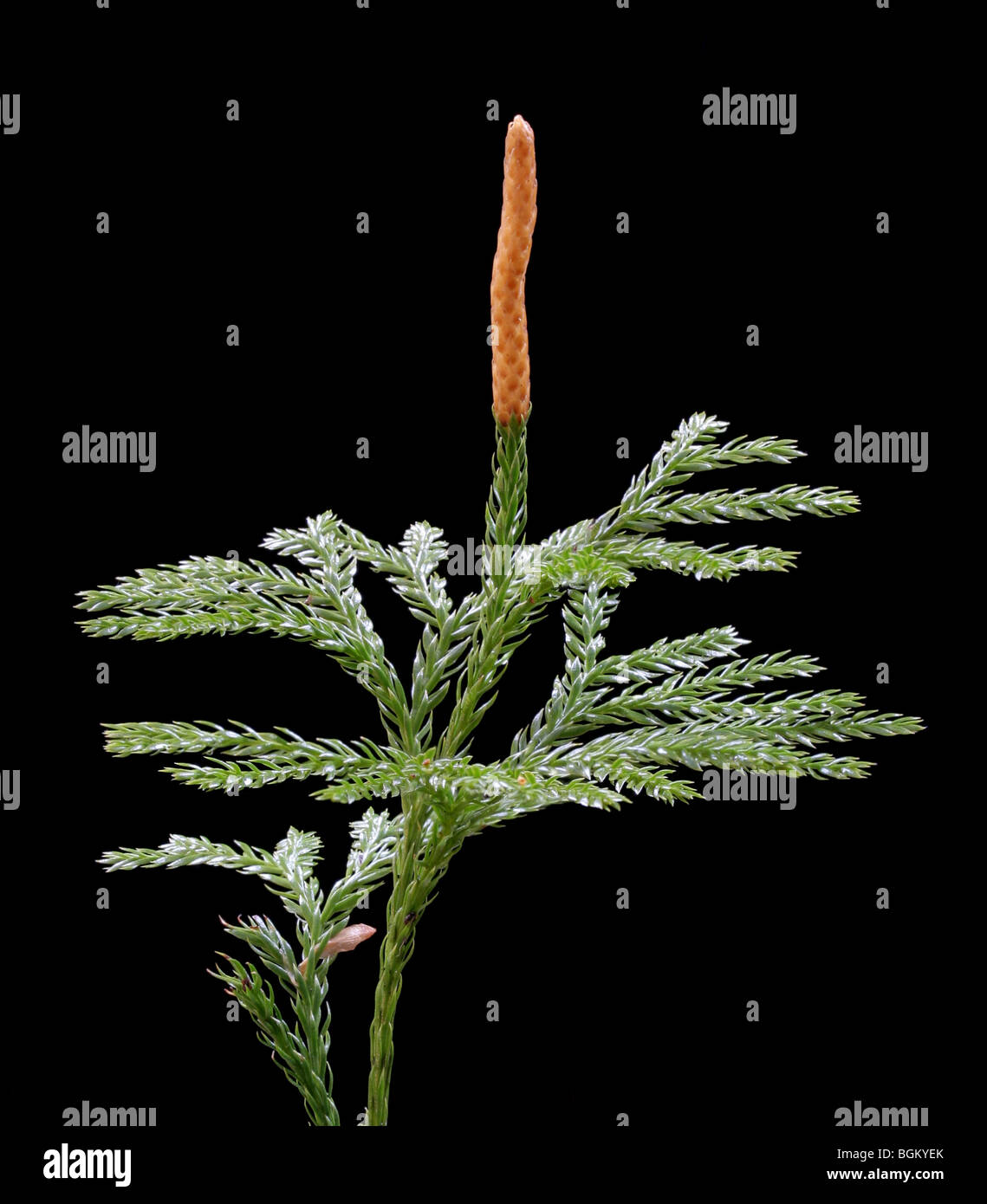 Tree club moss, Lycopodium obscurum, with a single strobilus, on a black background. Stock Photo