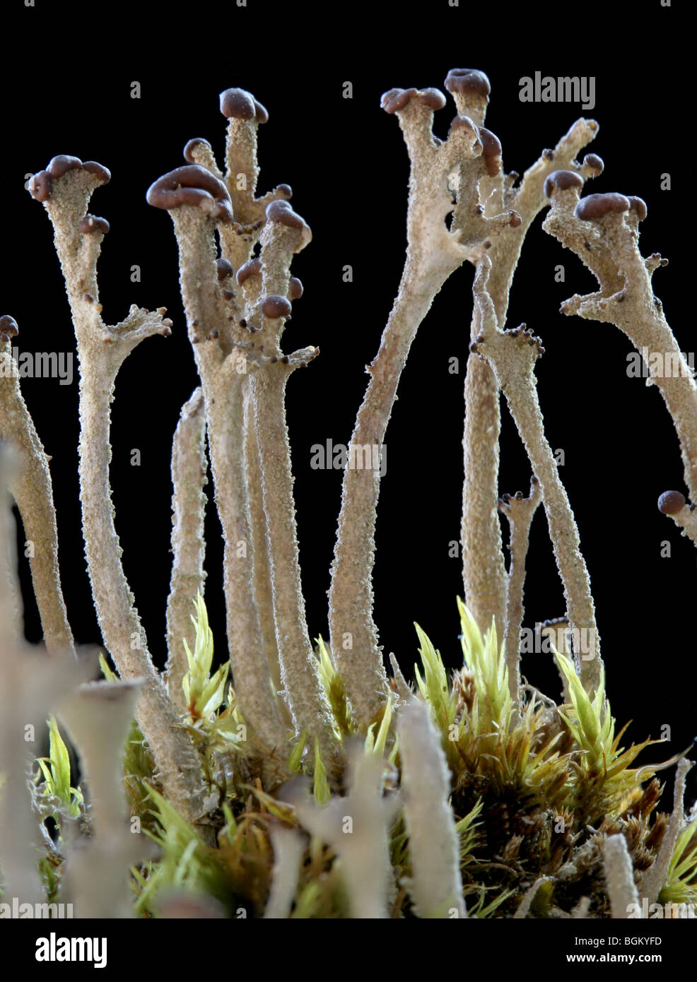Fruticose lichen, Cladonia sp., growing among mosses. Stock Photo