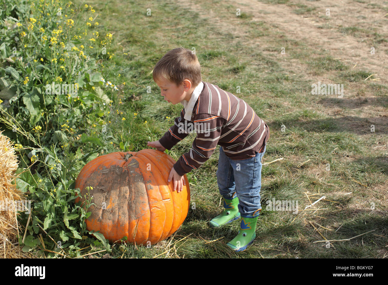Young boy picking pumpkin from pumpkin patch Stock Photo