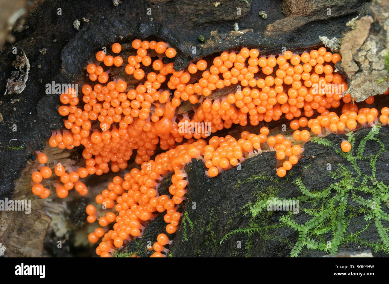 Bright orange fruiting bodies of a slime mold, Trichia sp., possibly  T. decipiens. Stock Photo